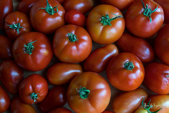 Fresh Tomatoes