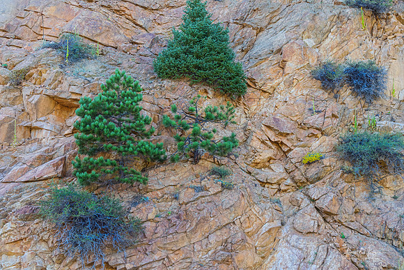 Rocky Mountain Canyon Wall Trees and Color