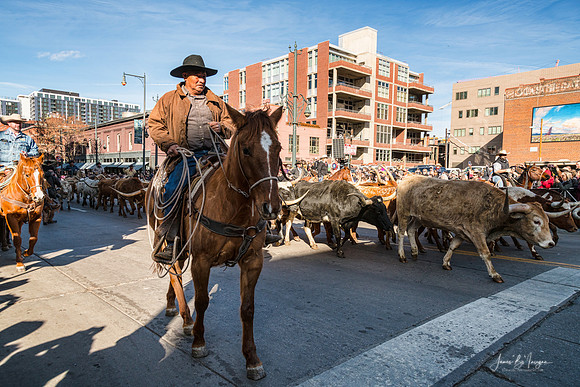 Cowboys and Longhorns In The City