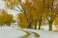 Snowy Autumn Day