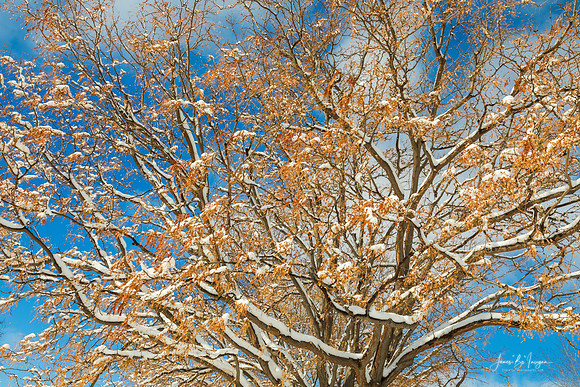 Snowy Colorful Tree