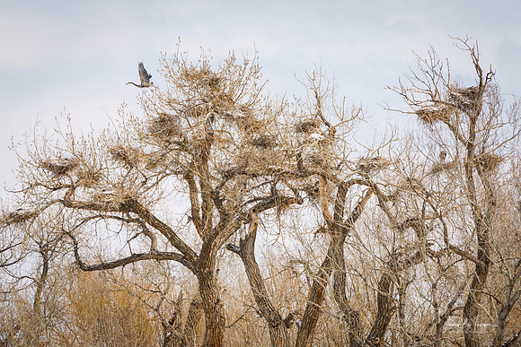 Great Blue Heron Rookery