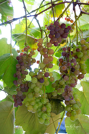 Colorful Grapes on the Vine Fine Art Photography Wall Art