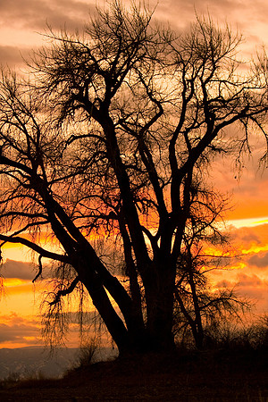 Tree silhouette with a beautiful sunset  ©2011 James Insogna