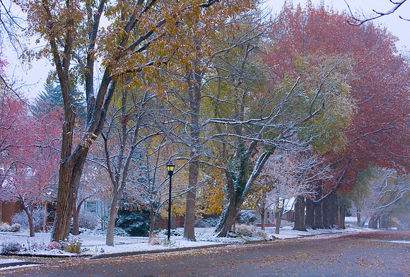 The First snow of the season early November with the fall foliage of color. Longmont, Colorado , Boulder County.