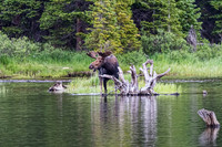 Wildlife and Animals