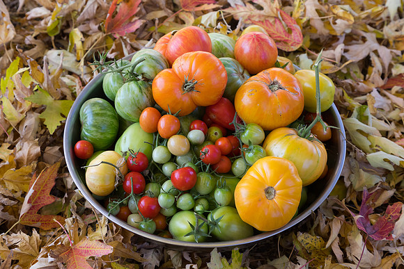 Colorful Heirloom Tomato Harvest in Autumn Leaves
