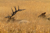 Wildlife and Animals