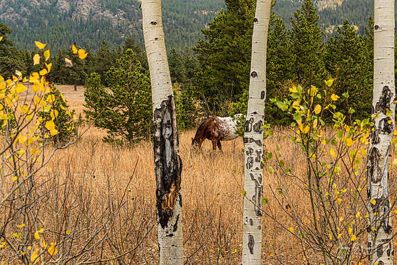 Beautiful-Horse-Through-Aspen-Trees-Trunks