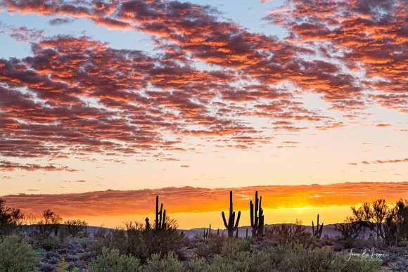 Colorful Sonoran Desert Sunrise