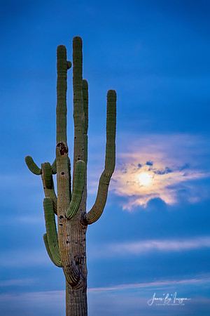 Giant Saguaro Cactus Golden Cloudy Full Moonset
