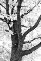Branching Out in Timeless Black and White Elegance