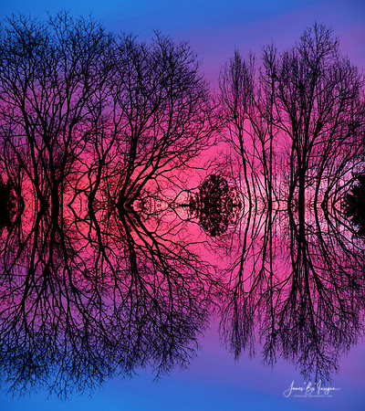 Morning Glow Tree Abstract