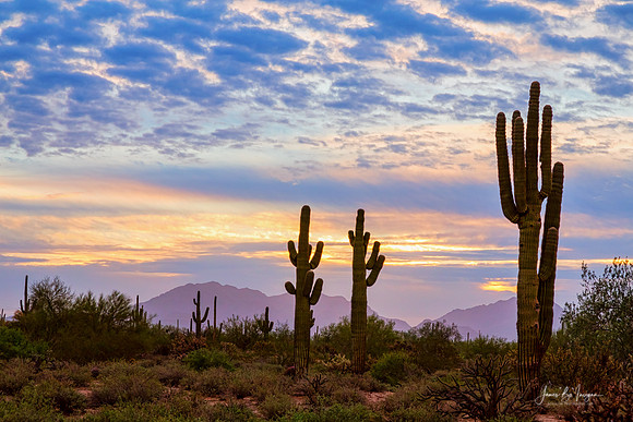 Just Another Colorful Sonoran Desert Sunrise