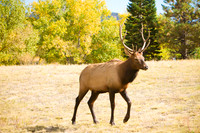 Wildlife and Animals