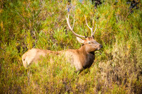 Wildlife and Animals