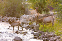 Wildlife and Animals