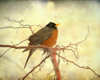 Wildlife and Animals