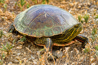 Wildlife and Animals