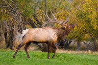 Wildlife and Animals