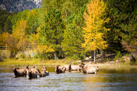Wildlife and Animals