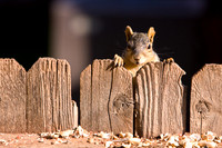 Wildlife and Animals