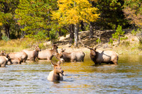 Wildlife and Animals