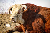 Wildlife and Animals