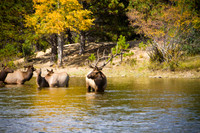 Wildlife and Animals