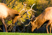 Wildlife and Animals