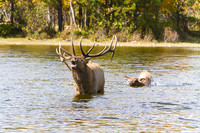 Wildlife and Animals