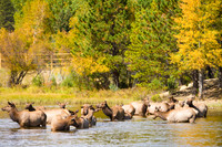 Wildlife and Animals