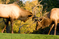 Wildlife and Animals
