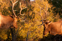 Wildlife and Animals
