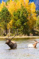 Wildlife and Animals