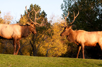 Wildlife and Animals