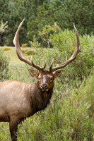 Wildlife and Animals