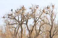 Wildlife and Animals