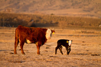Wildlife and Animals
