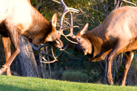 Wildlife and Animals