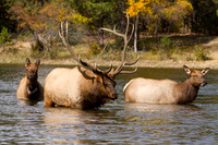 Wildlife and Animals