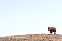 Wildlife and Animals