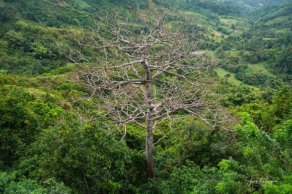 A Bare Tree Amidst Lush Hills Solitary Sentinel