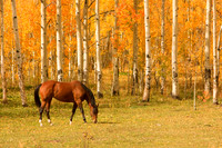 Wildlife and Animals
