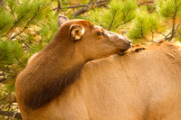 Wildlife and Animals