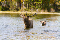 Wildlife and Animals