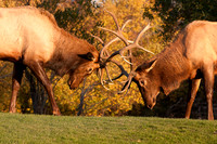 Wildlife and Animals
