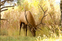 Wildlife and Animals