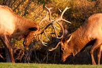 Wildlife and Animals