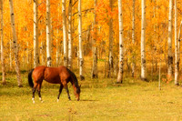 Wildlife and Animals
